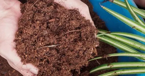 How to Make Cocopeat at Home? Gardener Shares 10 Simple Steps