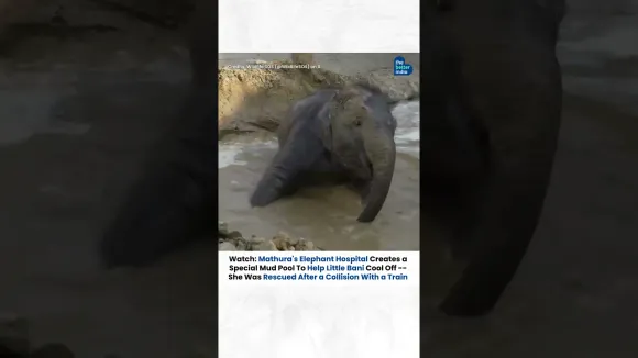Mathura Elephant Hospital helps Little elephant Bani cool off in peak heat