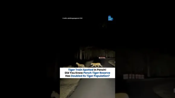 Pench is now a beacon of hope for tiger conservation #shorts #wildlife #tigers