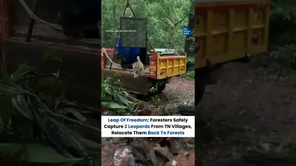 Two leopards were safely captured and relocated back into their natural forest home #shorts #viral