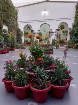 How a 64-YO Grew 1000 Plants, Keeping His Home 5 Degrees Cooler in Agra's Heat