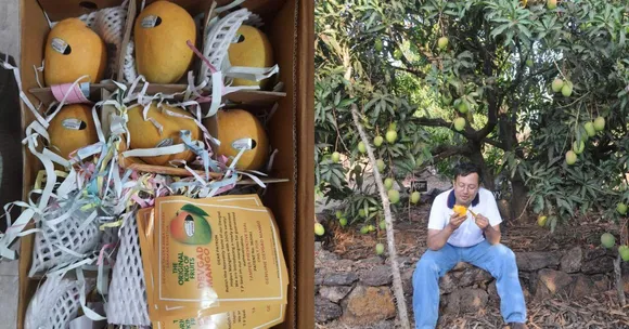 Where's Your Mango From? Use This Tech to Identify Authentic GI-Tagged Alphonso
