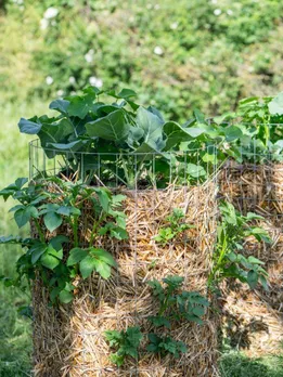 How to Grow Veggies on Your Terrace Using The 'Mesh Tower Method' for Small Spaces