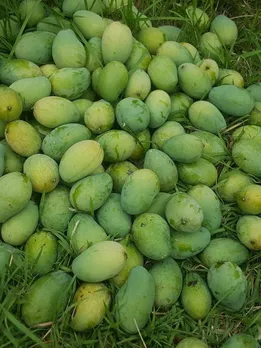 Mango Season Isn't Over! 5 Late-Season Varieties You Should Try This Monsoon