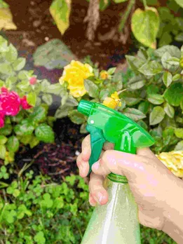 3 Ways To Make Organic Insecticides at Home To Protect Your Plants From Pest Attack