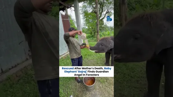 Rescued After Mother's Death, Baby Elephant 'Gajraj' Finds Guardian Angel In Foresters #shorts