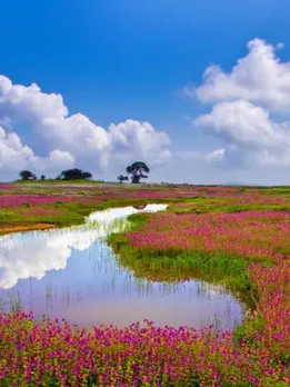 What Makes Kaas Plateau Maharashtra’s Floral Wonderland & a UNESCO Natural Heritage Site?