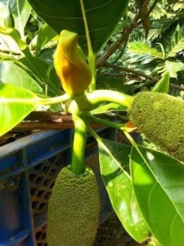 How To Grow Jackfruit Trees in Containers at Home? Gardener Shares Step-By-Step Guide