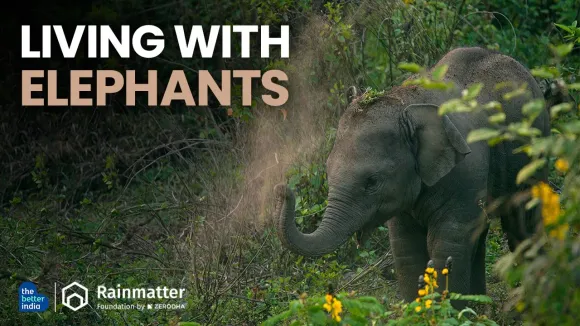 Living with Elephants @RainmatterFoundation #elephant #wildlife #environment