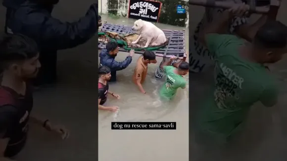 Locals come togther to rescue elderly dog stuck in Vadodara floods