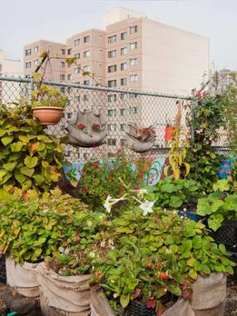 10 Gardening Influencers To Follow on Instagram to Bloom an Organic Urban Garden