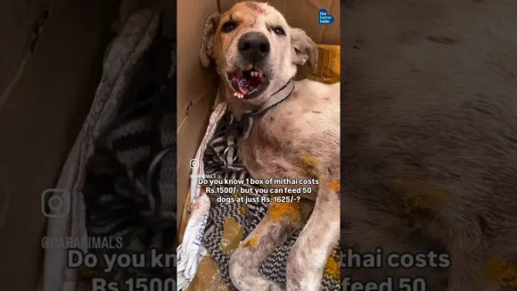 Dharamsala #AnimalRescue to make sure no #streetdog goes hungry this #Diwali #deepavali