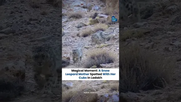 Did you know #Ladakh is home to 2/3rd of India's #snowleopard , locally known as 'Shan'? #India