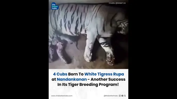 4 Cubs Born To White Tigress Rupa!