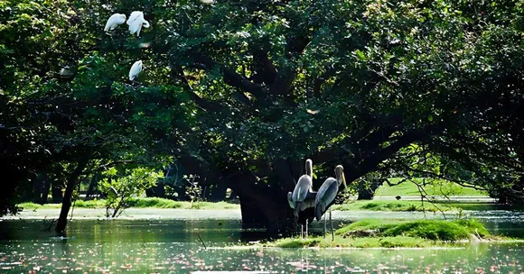 Why Do Birdwatchers Flock to This Tamil Nadu Sanctuary From November to February?