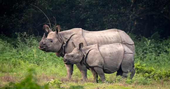 ‘Mini Kaziranga’: What Makes Assam’s Orang National Park So Special?