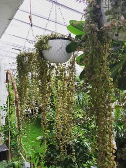 How a Noida Man’s Passion for Plants Turned His Home Into a Mini Garden