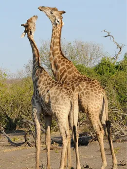 Are Giraffes Facing Endangerment? Here Are 5 Places To See Them in India