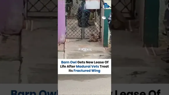 Barn Owl Gets New Lease Of Life After Madurai Vets Treat Its Fractured Wing