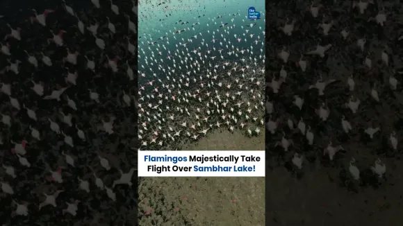 Flamingos Majestically Take Flight Over Sambhar Lake!