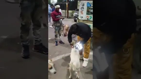 In An Act Of Kindness, Men Tie Reflective Collars On Stray Dogs To Keep them Safe!