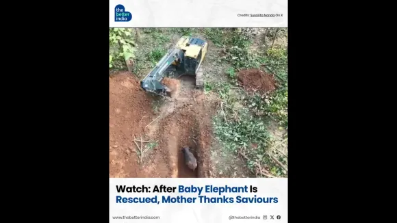 Watch: After Baby Elephant Is Rescued, Mother Thanks Saviours