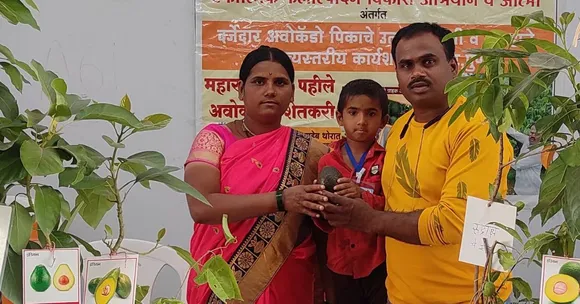 Farmer’s 300-Plant Avocado Farm in Drought-Stricken Beed Earns Him Rs 10 Lakh/Acre