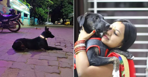 This Woman Turned Her Love for Stray Dogs Into a Rs 56 Lakh Business With Life-Saving Collars