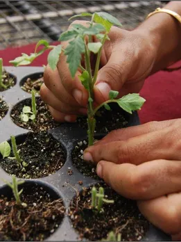 Expert Tips: 10 Easy Steps To Grow Vegetables by Grafting & Earn Up to Rs 4000/Day