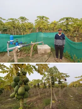 How Papaya Farming Turned This Man’s Lockdown Move Into Rs 15 Lakh+ Annual Earnings