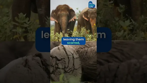 India’s First Elephant Hospital!