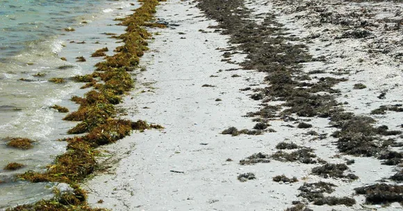 Seaweed Can Absorb Carbon 35 Times Faster Than Rainforests: Here’s Why It Matters