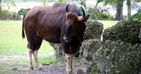 Why This 1.8-Metre-Tall Giant Is Essential for India’s Forest Ecosystem