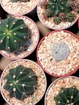 Looking for a Fun Weekend Project? Learn How to Grow Succulents at Home with These Easy Tips