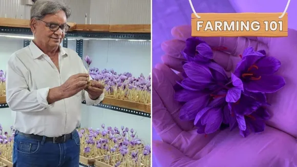 Grow Saffron at Home: A Step-By-Step Guide From Profitable Farmers!