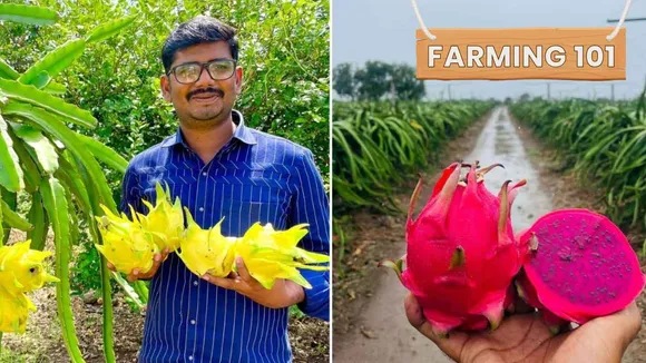 7 Dragon Fruit Farming Tips From Farmers, Including One Who Earns Rs 2 Crore Annually