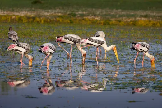 10 Incredible Places in India To Watch Migratory Birds This Winter