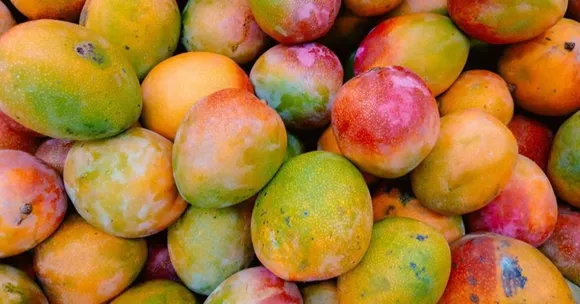 What Connects Sindhura Mangoes’ Red Blush to Ancient Indian Traditions?