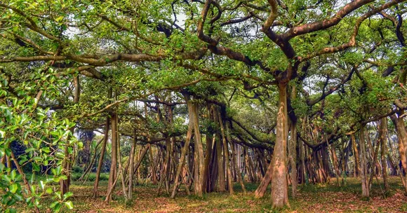 The Tree That Became a Forest: 550-YO Banyan in Andhra Pradesh Spans 4 Football Fields