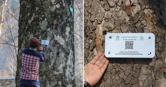 Kashmir’s Chinar Trees Are Getting ‘Aadhars’: How Tech Is Protecting Them From Extinction