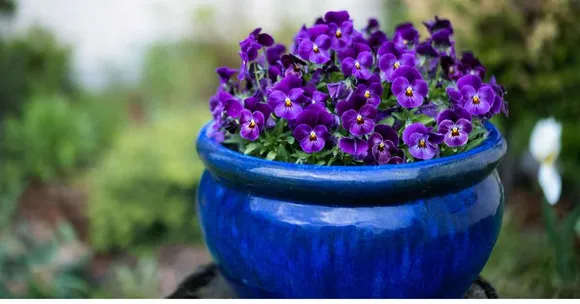 7 Breathtaking Potted Flowers That Will Outshine Any Valentine’s Bouquet