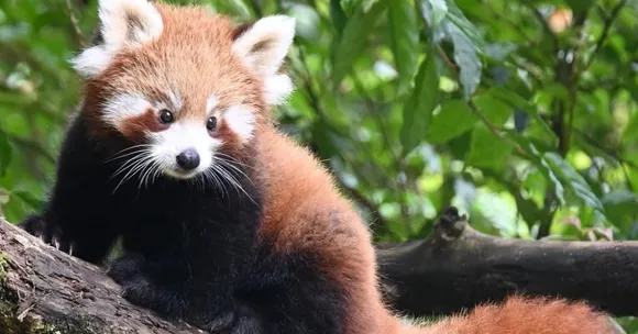 The Red Panda Rescue: How Darjeeling Zoo Is Protecting the Himalayas’ Rarest Inhabitant