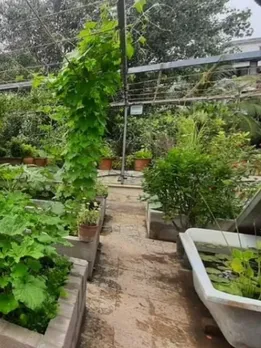Despite Busy Schedules, This Doctor Couple Turned Their Terrace into a Lush Food Garden