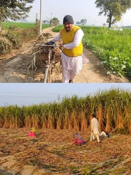 NRI Quit His US Job to Grow Sugarcane in India & Earn Lakhs