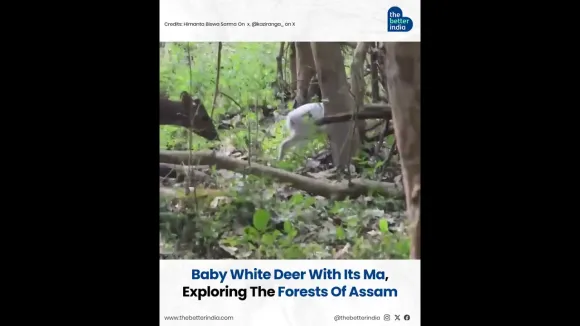 A Rare sigh of a baby white deer and its mother!