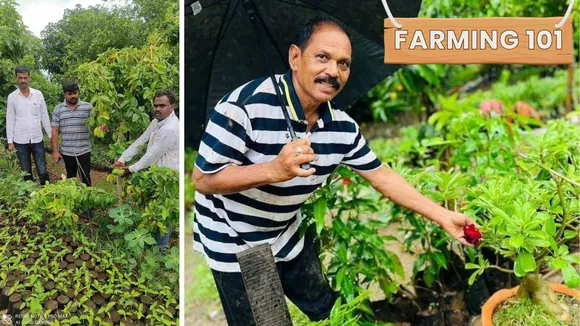 7 Tips from Indian Farmers Perfecting Avocado Farming