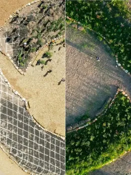 What Are Pocket Forests & How Can They Help India Grow Trees 10x Faster