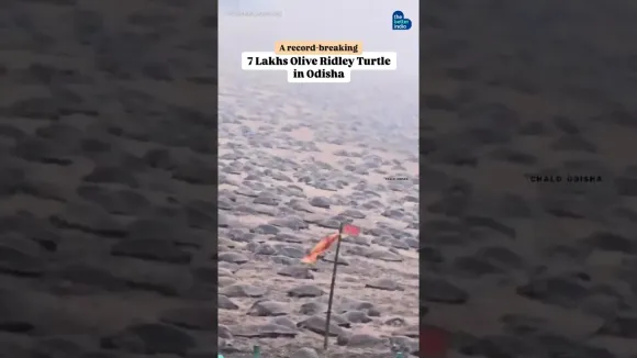 Thousands of Olive Ridley sea turtles return to Odisha’s shores!