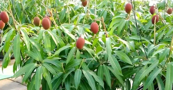 Where to Buy Miyazaki Mango Seeds & Saplings – Plus Everything You Need to Get Started