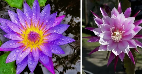 India’s 6 Rarest Summer Flowers: One Only Appears Every 12 Years!